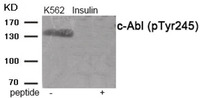 Anti-ABL1 Rabbit Polyclonal Antibody