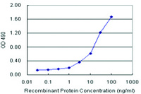 Anti-CALR3 Polyclonal Antibody Pair