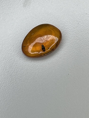 INSECT IN AMBER 3/8-1