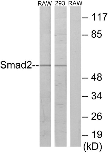 ANTIBODY ANTI-SMAD2 A95209-100 100UG