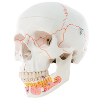 3B Scientific® Numbered Skulls With Open Dentition