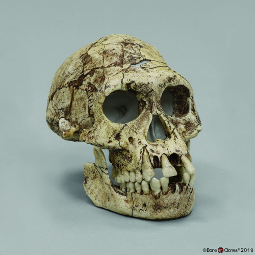Model Homo Erectus Dmanisi Skull 3