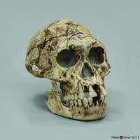Bone Clones® Dmanisi Homo erectus Skull 3