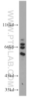 Anti-CEP63 Rabbit Polyclonal Antibody