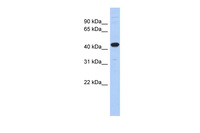 Anti-UBA3 Rabbit Polyclonal Antibody
