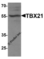 Anti-TBX21 Rabbit Polyclonal Antibody