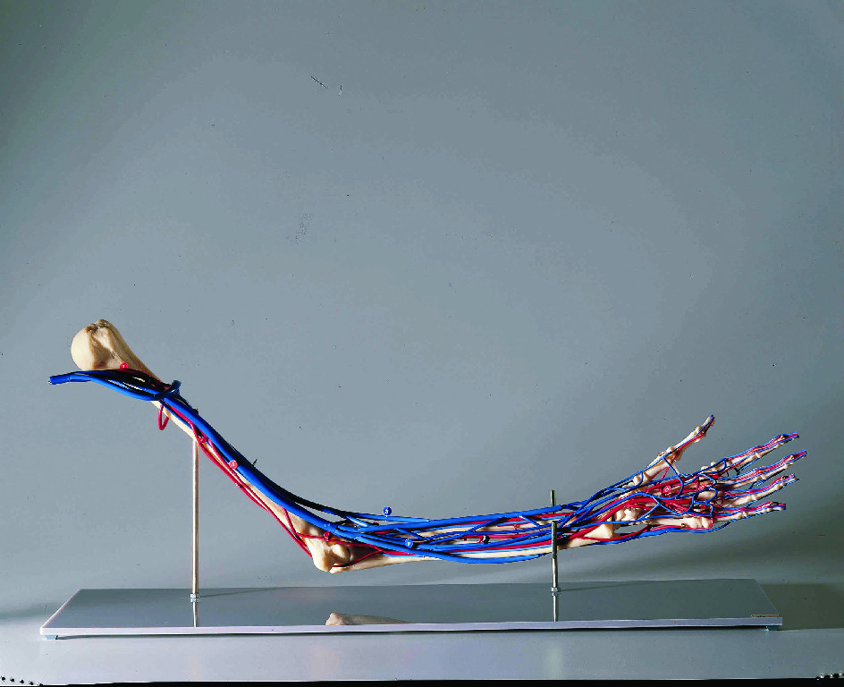 Vascular Arm Model Human Biology Models
