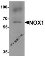 Anti-NOX1 Rabbit Polyclonal Antibody
