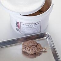 Extracted General Dissection Sheep Brains
