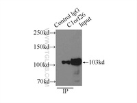 Anti-C1ORF26 Rabbit Polyclonal Antibody