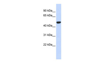 Anti-IDH2 Rabbit Polyclonal Antibody