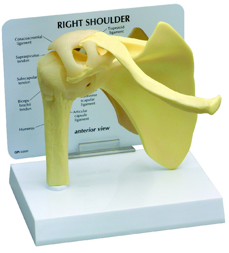 Model shoulder joint, size: 5-1/2x6x6IN, Card: 6-1/2x5-1/4IN, Base:6-1/2x5inch