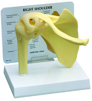 GPI Anatomicals® Shoulder Joint Model