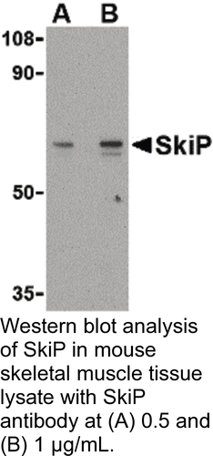 Antibody SKIP 0.1MG