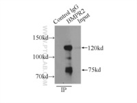 Anti-BMPR2 Rabbit Polyclonal Antibody