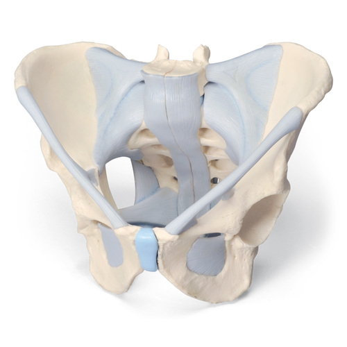 Model Male Pelvis 19x28x24.5 cm With Ligaments 2 parts