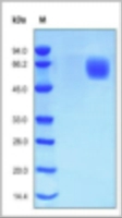 Human Recombinant Fgfr 4 (from HEK293 cells)