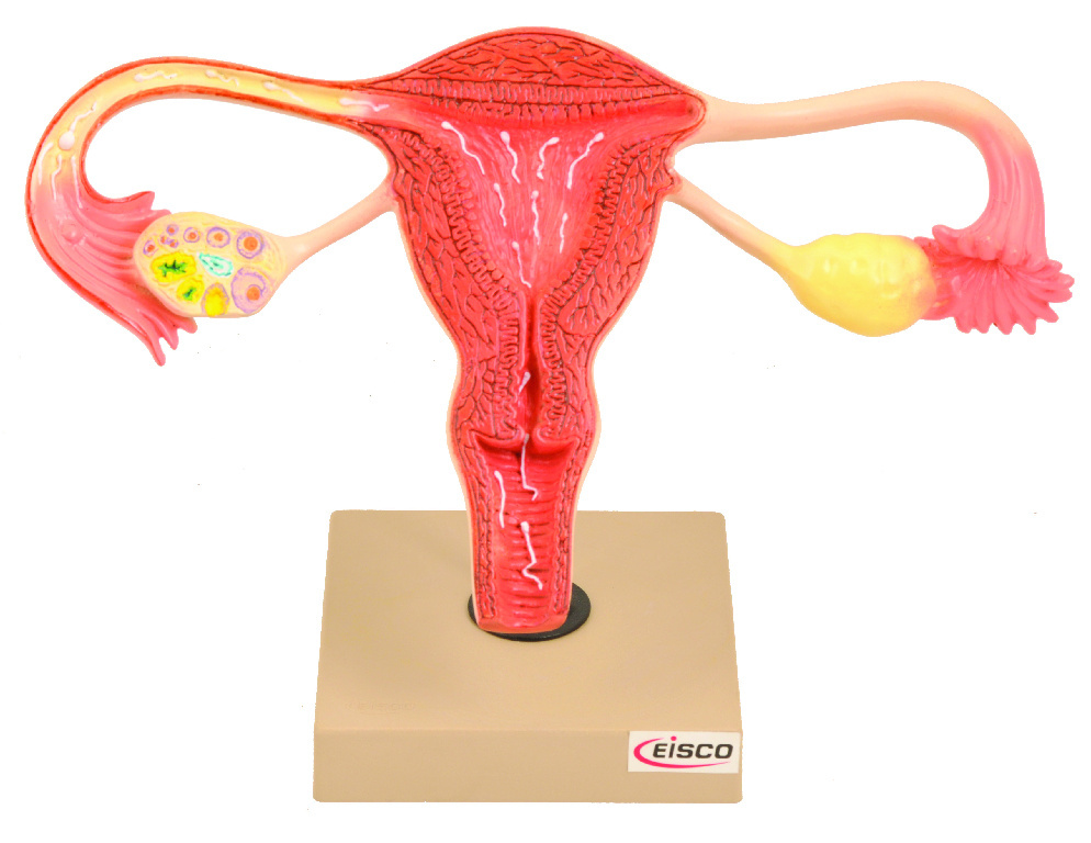 Eisco® Female Reproductive Organs Model Human Biology Models