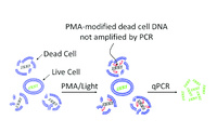 PMA (Propidium monoazide) 20 mM in water DNA/RNA binding dye