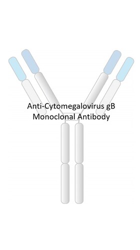 Anti-Cytomegalovirus Human Recombinant Antibody [clone: RV22]