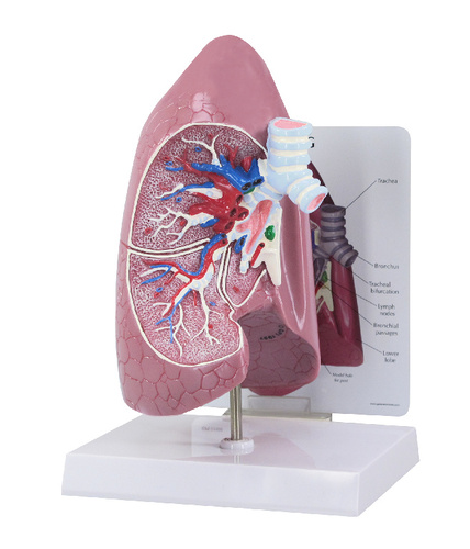MODEL LUNG