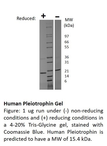 Human Recombinant Pleiotrophin (from <i>E. coli</i>)