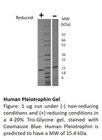 Human Recombinant Pleiotrophin (from E. coli)