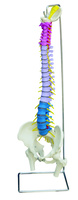 Rudiger® Didactic Spine