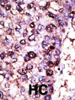 Anti-SIRT7 Rabbit Polyclonal Antibody