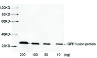 Anti-GFP Tag Rabbit Polyclonal Antibody