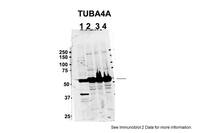 Anti-TUBA4A Rabbit Polyclonal Antibody