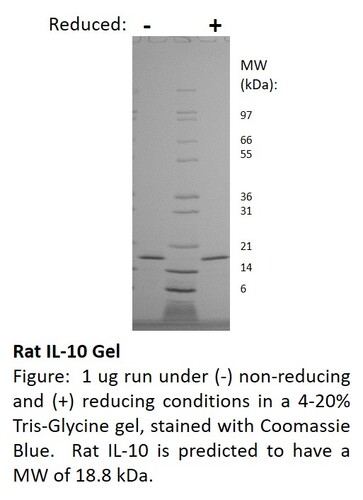 Rat Recombinant IL-10 (from <i>E.coli</i>)