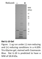 Rat Recombinant IL-10 (from E.coli)