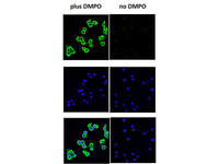 Anti-DMPO Mouse Monoclonal Antibody [clone: N1664A]