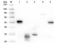 Anti-IgG Rat Polyclonal Antibody (FITC (Fluorescein Isothiocyanate))