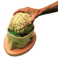 Denoyer-Geppert® Brain In Cranium