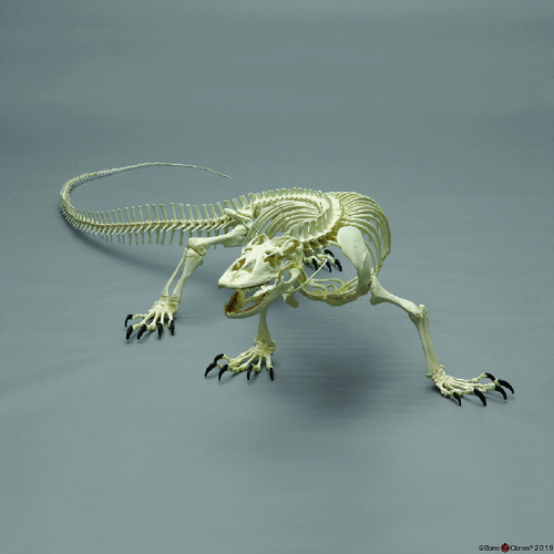 MODEL KOMODO DRAGON SKELETON