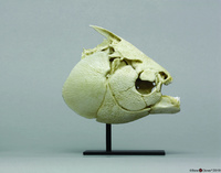 BoneClones® Animal Skulls and Jaws, Aquatic