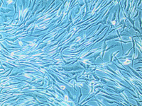 Human Mesenchymal Stem Cells from Adipose Tissue (hMSC-AT), PromoCell