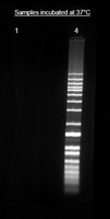 NUCLEIC ACID DYE 555 HELIXYTE IFLUOR