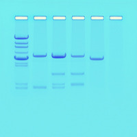 DNA Paternity Testing Simulation