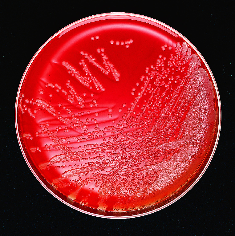 undefined | Prepared Media for Microbiology