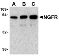 Anti-NGFR Rabbit Polyclonal Antibody