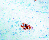 Anti-AFP Mouse Monoclonal Antibody [clone: C3]