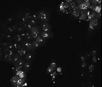 Anti-AKT3 Mouse Monoclonal Antibody [Clone: 9A5.H9.G7]