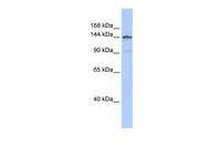 Anti-COL1A2 Rabbit Polyclonal Antibody