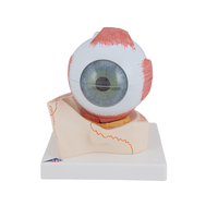 3B Scientific® Eye In Bony Orbit