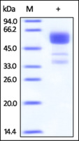Human Recombinant TNFRSF91 (from HEK293 Cells)