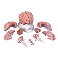 3B Scientific® Vascular Brain Anatomy Model