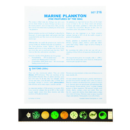 Marine Plankton Microslide